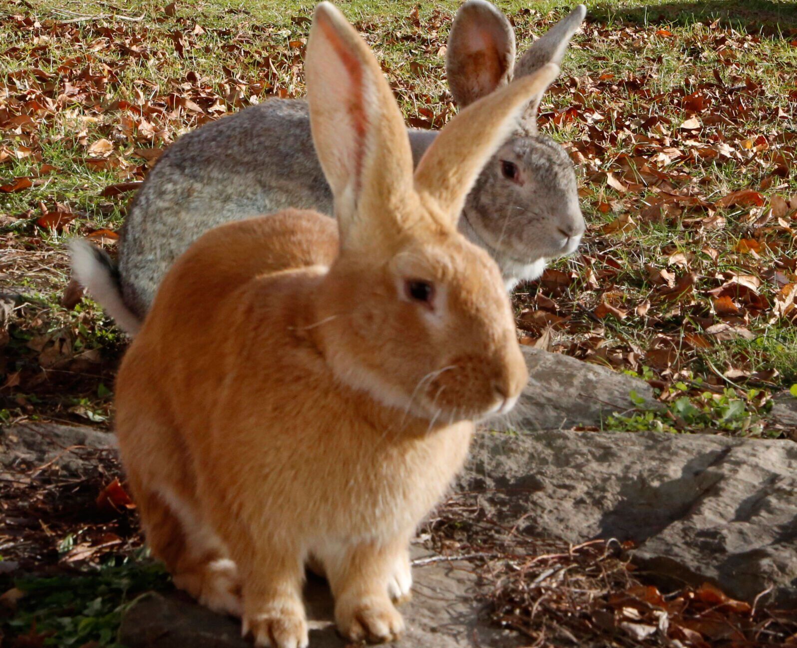 Rabbits